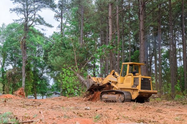 Trees Clearing in Wichita Falls