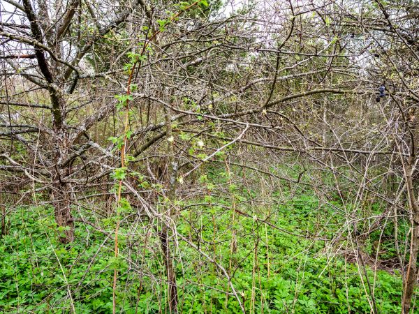 Underbrush Clearing in Wichita Falls