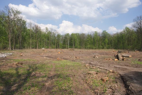 Cost of Pasture Clearing in Wichita Falls