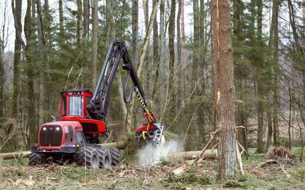 Cost of Forest Clearance Service in Wichita Falls