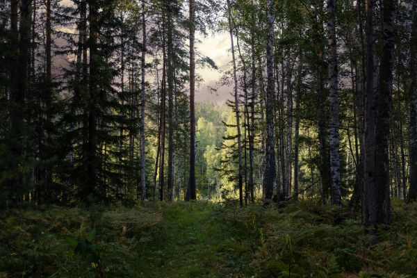 Cost of Pine Tree Clearing in Wichita Falls