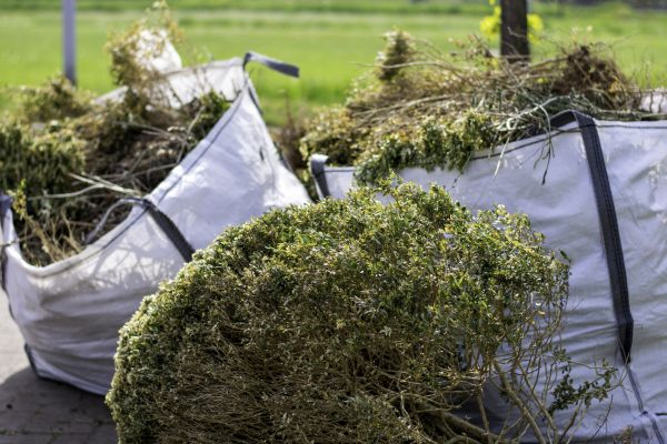 Cost of Bushes Clearing in Wichita Falls