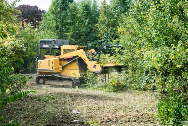 Cost of Pathway Clearing in Wichita Falls