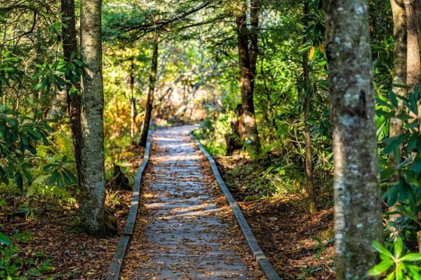 Cost of Trail Clearing in Wichita Falls